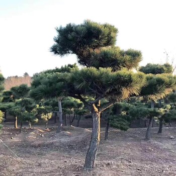 常青园林造型黑松    行道用造型景松  树形优美   欢迎前来选购