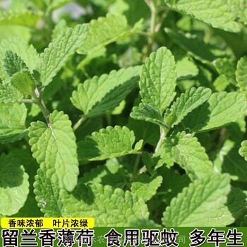 蘭香薄荷種子食用薄荷種籽檸檬薄荷籽
