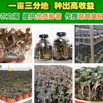 農(nóng)之福金線蓮苗