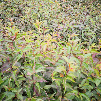 福新苗圃山樱花袋苗,商丘销售山樱花苗规格齐全