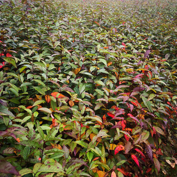 衡阳生产山樱花苗品质优良,福建山樱花苗