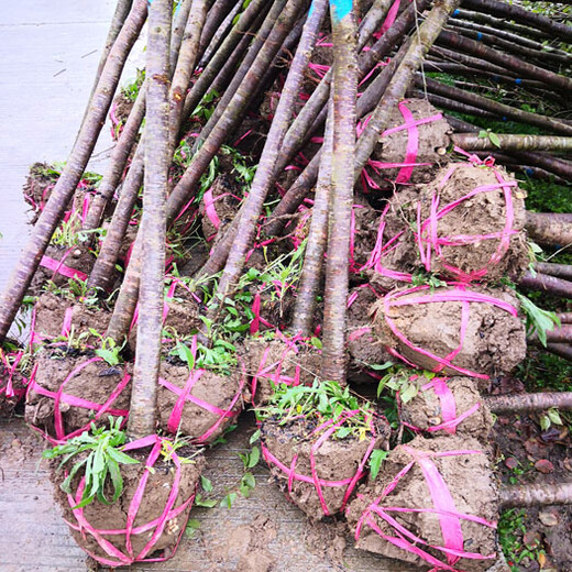 石家庄生产山樱花苗服务周到,福建山樱花袋苗