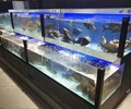 廣州南安村定做海鮮魚池 增城餐廳魚池 玻璃海鮮池