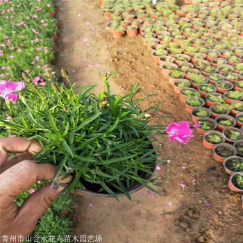 花草盆栽花海批发出售