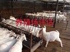 三门峡养鸡场损失价值评估特种昆虫养殖评估猪场强拆评估