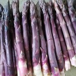 紫芦笋种苗紫色水果芦笋种根多年生四季蔬菜种苗