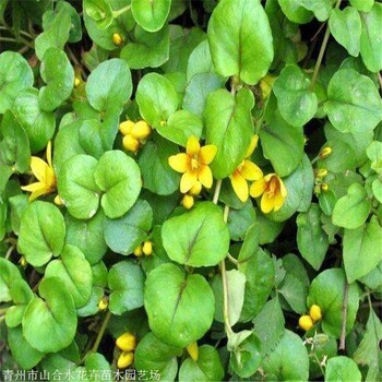 过路黄价格山合水花卉过路黄种植基地真金草走游草铺地莲