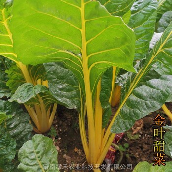 金葉甜菜種子葉用甜菜種籽金黃梗葉甜菜籽四季種露天