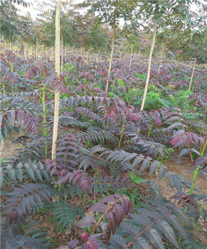 宁夏种植技术香椿树苗