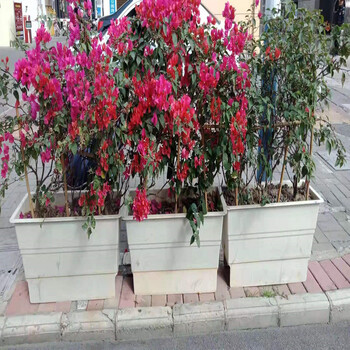 上海玻璃钢绿化花箱A市政高架花盆