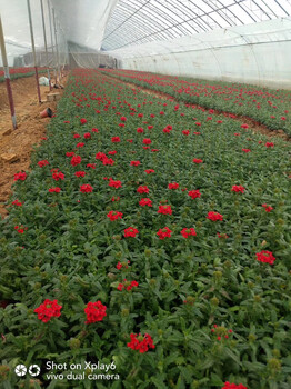 晓敏花卉青州草花价格,新余青州草花基地品种繁多