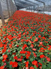 忻州綠化草花信譽保證,草花批發基地