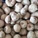 广元魔芋种子哪里有卖 一代魔芋种子多少钱一公斤
