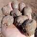 厂家直销魔芋种子多少钱一斤免费测土选地
