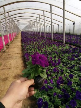 周口供应山东草花基地,山东草花价格