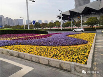 丽江绿化草花种植基地,草花批发基地图片5