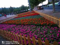 衡阳青州草花服务周到,青州草花基地图片1