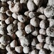 国内一代魔芋种子多少钱 曲靖魔芋种子批发厂家