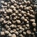 魔芋种子繁殖出来的方法 魔芋种子多少一斤贵州