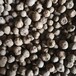 魔芋种子怎样能种出魔芋幼苗 珠芽金魔芋种子批发