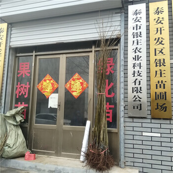 白山银庄农业板栗苗价格,泰山油板栗