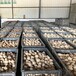 魔芋种子育苗技术 求购珠芽黄魔芋种子价格
