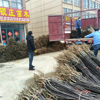 银庄农业早酥红梨树苗,萍乡梨树苗价格梨树苗批发价格实惠