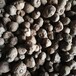 供应基地魔芋种子多少钱一斤发芽率高