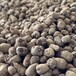 供应基地魔芋种子基地直销提供技术指导