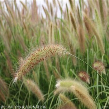 观赏草批发基地山合水花卉小兔子狼尾草价格多年生草本植物