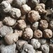魔芋种子催芽技术 魔芋种子是怎样培植出来的