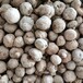 贵州省魔芋种子批发 如何采收魔芋种子
