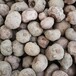 广元市魔芋种子报价 现在魔芋种子多少钱一斤