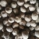 魔芋种子批发市场 二代魔芋种子多少一公斤