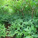 魔芋种子培育技术 高产魔芋种子多少钱一斤
