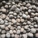 巴中魔芋种子批发在什么地方 珠芽魔芋种子消毒法