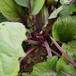 紅菜苔種子紅菜心紫菜薹紅油菜芯籽