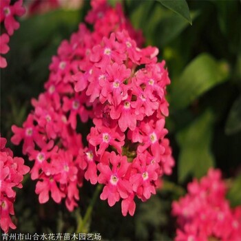 叢生福祿考生產(chǎn)廠家