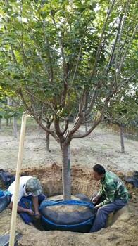 河南3公分樱花苗樱花树苗繁育基地