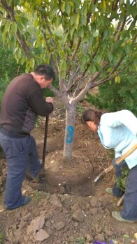 西藏4公分樱花苗樱花树苗种植技术