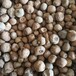 魔芋种子种植不出苗的原因 魔芋种子一公斤有多少米