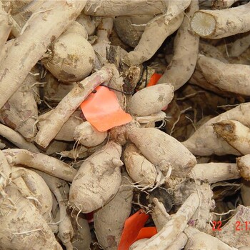 大丽花苗价格 甘肃大丽花种球 大丽花批发价格 大丽花种植基地