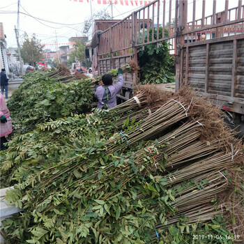 聊城供应香椿树苗红油香椿树苗价格品种繁多,山东香椿树苗