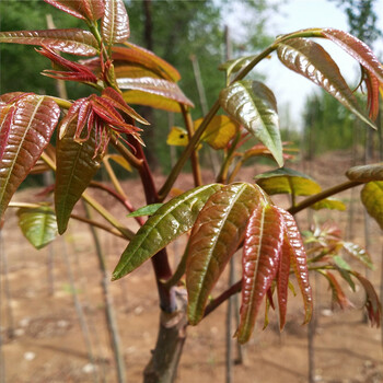 香椿芽,衡水香椿树苗批发红油香椿苗