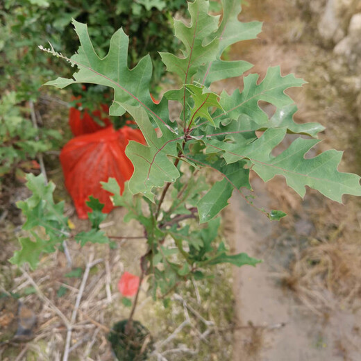 福新苗圃娜塔栎容器苗,盐城娜塔栎苗质量可靠