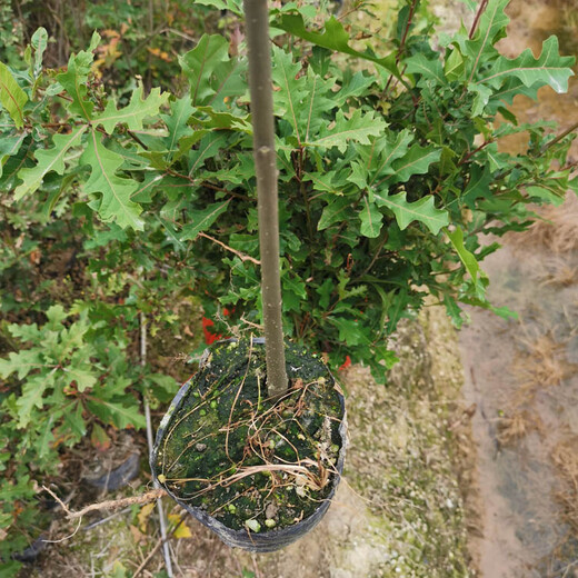 福新苗圃娜塔栎杯苗,通化娜塔栎苗厂家