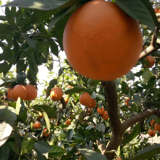 洛阳果园果树资产评估经营收益评估,果园资产评估