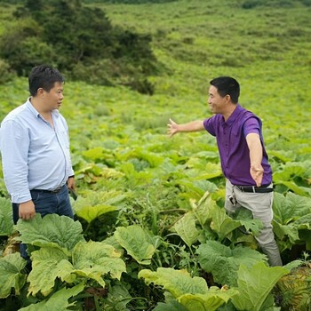 瑞源农业利川大黄,北京富硒大黄苗栽培方法