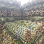 2米-2.5米竹竿批发 豆角扦 西红柿扦 竹架条 江西竹竿厂家发货