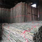 2米竹竿批发 竹架条批发 苦竹 水竹 金竹 源头供应 厂家发货